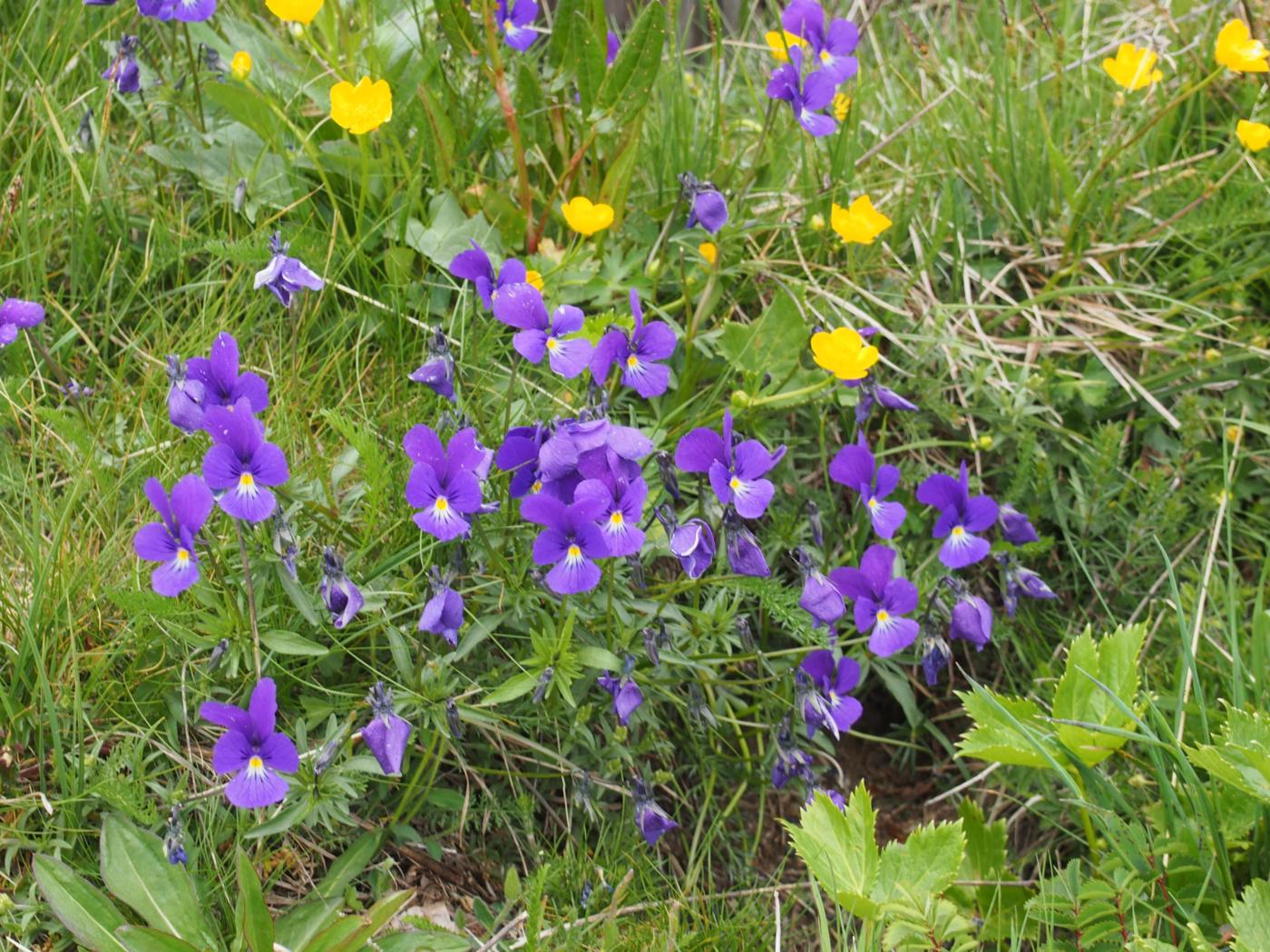 Pansy, Mountain plant